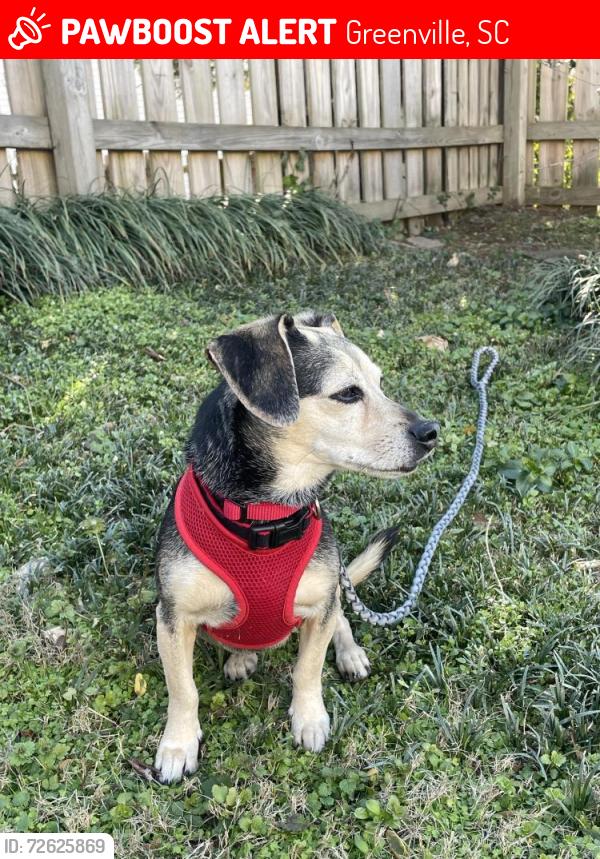 Lost Female Dog last seen Hwy 14, Greenville County, SC 29681