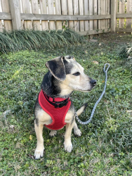 Lost Female Dog last seen Hwy 14, Greenville County, SC 29681