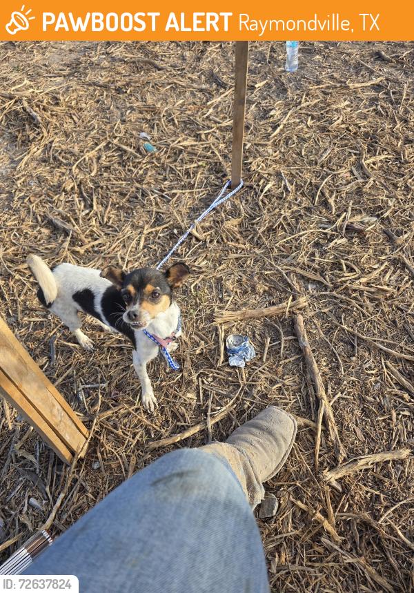 Found/Stray Male Dog last seen Cemetery rd , Raymondville, TX 78580