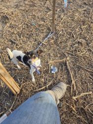 Found/Stray Male Dog last seen Cemetery rd , Raymondville, TX 78580