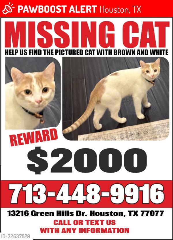 Lost Male Cat last seen Near Green Hills Dr, Houston, TX 77077
