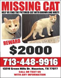 Lost Male Cat last seen Near Green Hills Dr, Houston, TX 77077