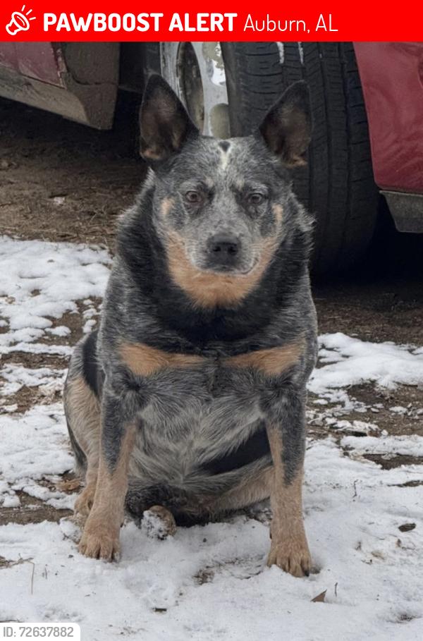 Lost Male Dog last seen M&M Trucking, Auburn, AL 36830