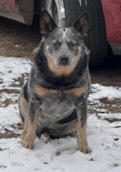 Lost Male Dog last seen M&M Trucking, Auburn, AL 36830