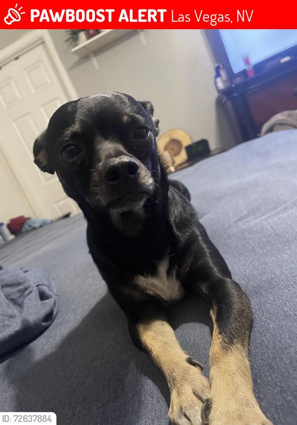 Lost Male Dog last seen Washington and Marion, Las Vegas, NV 89110