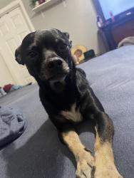 Lost Male Dog last seen Washington and Marion, Las Vegas, NV 89110