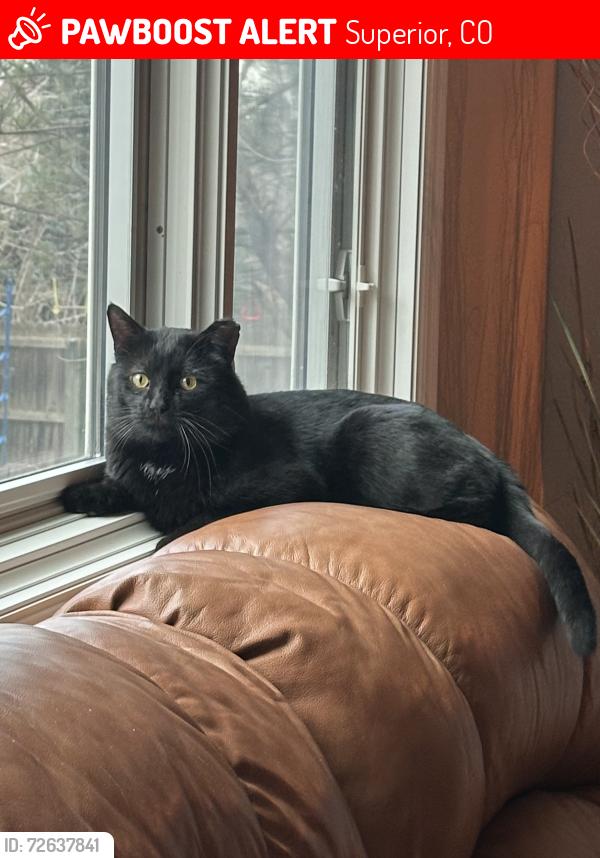 Lost Male Cat last seen Bristol St, Superior, CO 80027