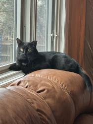 Lost Male Cat last seen Bristol St , Superior, CO 80027