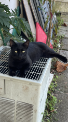 Lost Male Cat last seen Zephyrhills , Zephyrhills, FL 33542