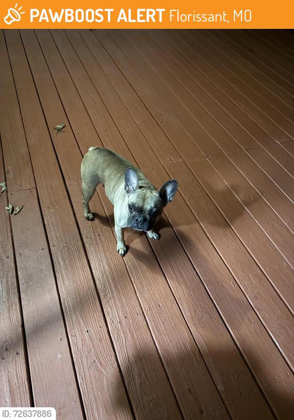 Found/Stray Female Dog last seen Lindsey lane, Florissant, MO 63031
