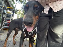 Found/Stray Male Dog last seen Alibaba , Opa-locka, FL 33054