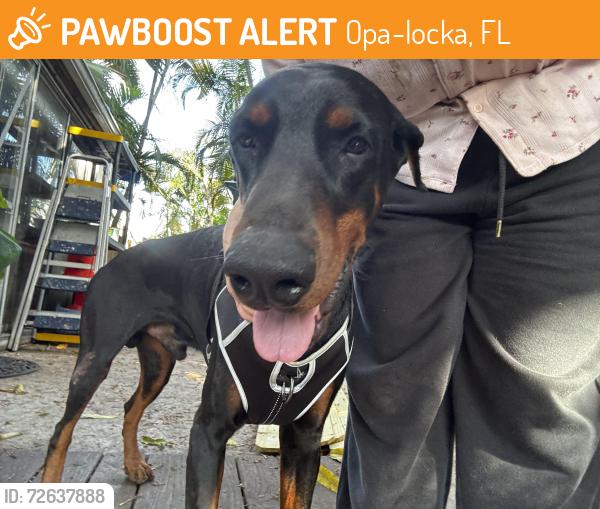 Found/Stray Male Dog last seen Alibaba , Opa-locka, FL 33054
