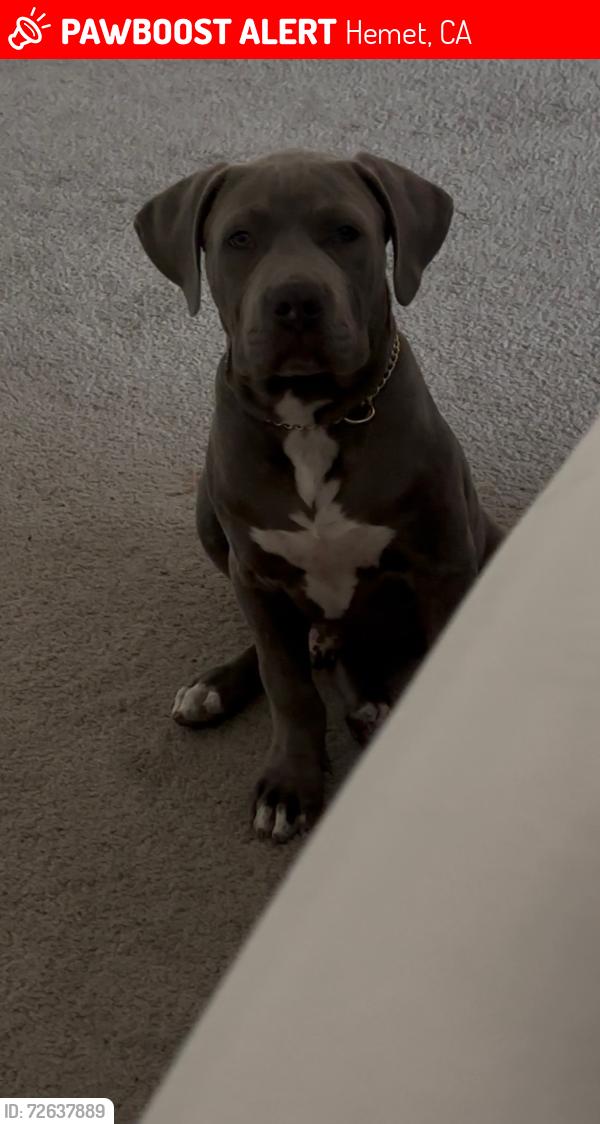 Lost Male Dog last seen Near S State St Hemet, CA  92543 United States, Hemet, CA 92543