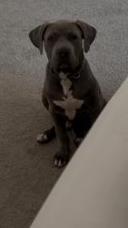 Lost Male Dog last seen Near S State St Hemet, CA  92543 United States, Hemet, CA 92543