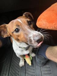 Lost Male Dog last seen Walsh Tarlton and Tamarron. Barton Creek Square, Austin, TX 78746