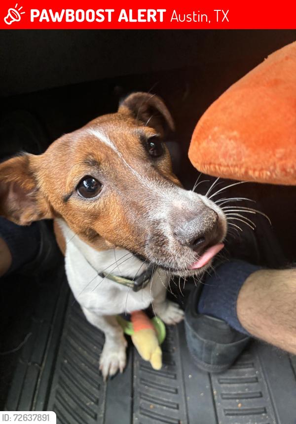 Lost Male Dog last seen Walsh Tarlton and Tamarron. Barton Creek Square, Austin, TX 78746