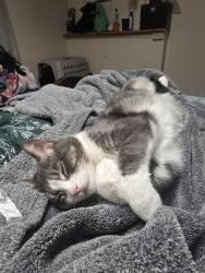 Lost Male Cat last seen Near s, Redwood Rd, Laurel Chase Dr , Riverton, UT 84065