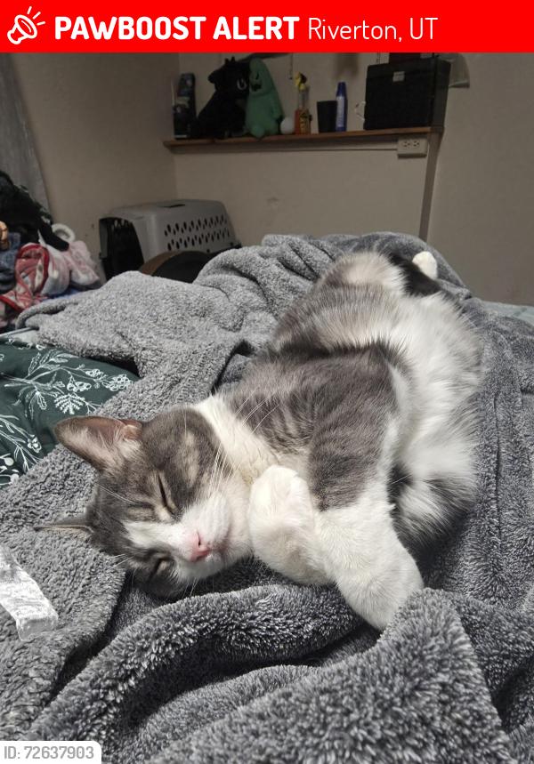 Lost Male Cat last seen Near s, Redwood Rd, Laurel Chase Dr , Riverton, UT 84065