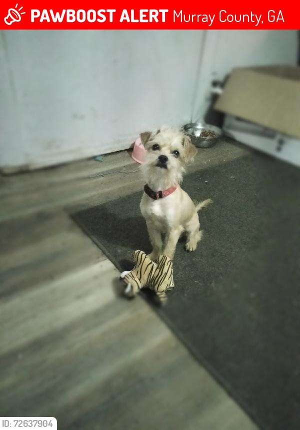 Lost Male Dog last seen Red cut road and highway 411, Murray County, GA 30705