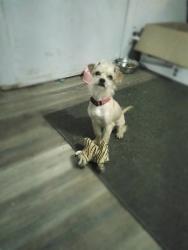 Lost Male Dog last seen Red cut road and highway 411, Murray County, GA 30705