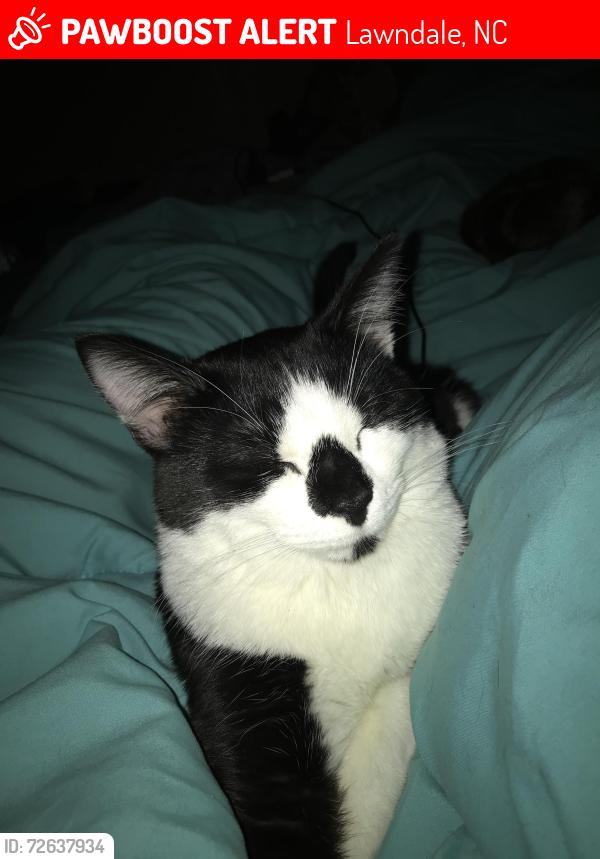 Lost Male Cat last seen Burns High School, Lawndale, NC 28090