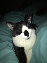 Lost Male Cat last seen Burns High School, Lawndale, NC 28090