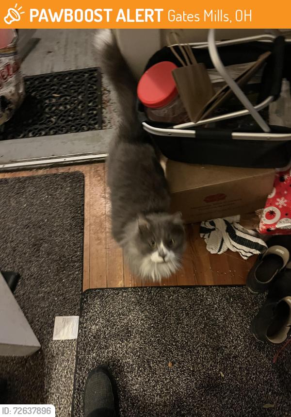 Found/Stray Unknown Cat last seen Epping and Old Mill, Gates Mills, OH 44040