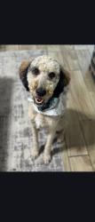Lost Male Dog last seen Unknown , Rusk, TX 75785