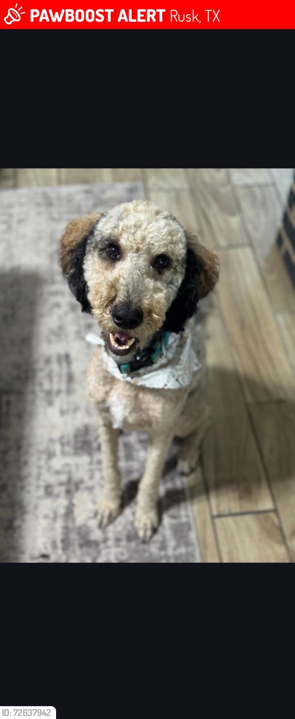 Lost Male Dog last seen Unknown , Rusk, TX 75785