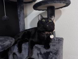 Lost Male Cat last seen Don Julio and Titan, Antelope, CA 95843