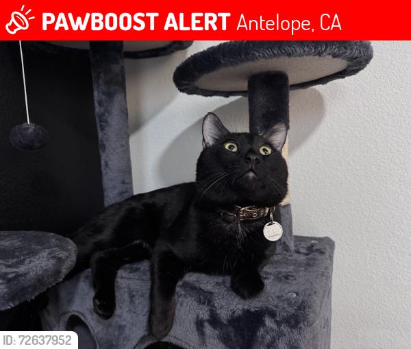 Lost Male Cat last seen Don Julio and Titan, Antelope, CA 95843