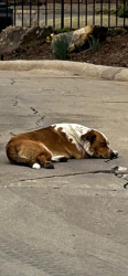 Found/Stray Unknown Dog last seen Springhollow Road, Oklahoma City, OK 73120