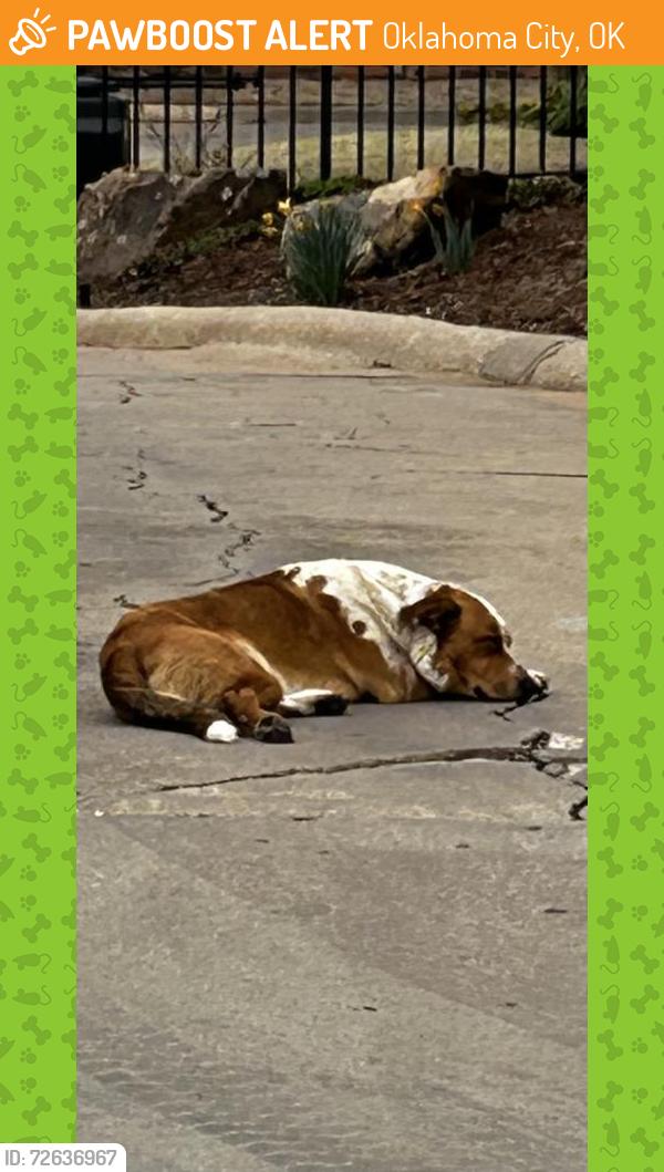 Found/Stray Unknown Dog last seen Springhollow Road, Oklahoma City, OK 73120