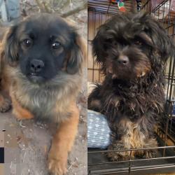Found/Stray Male Dog last seen Lowerbuckeye and 107th, Avondale, AZ 85353