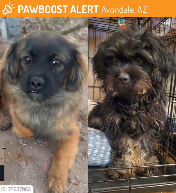 Found/Stray Male Dog last seen Lowerbuckeye and 107th, Avondale, AZ 85353
