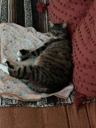 Lost Female Cat last seen Near Alta vista high school, Vista, CA 92084