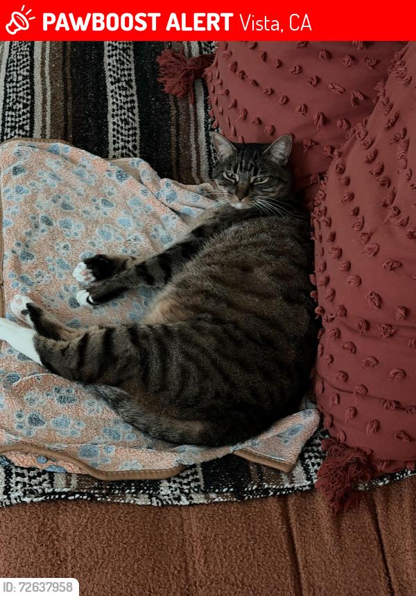 Lost Female Cat last seen Near Alta vista high school, Vista, CA 92084