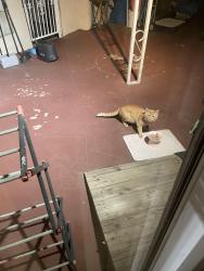 Found/Stray Unknown Cat last seen El Monte Avenue and Palm Avenue , Arcadia, CA 91007