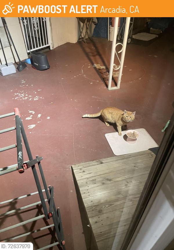 Found/Stray Unknown Cat last seen El Monte Avenue and Palm Avenue , Arcadia, CA 91007