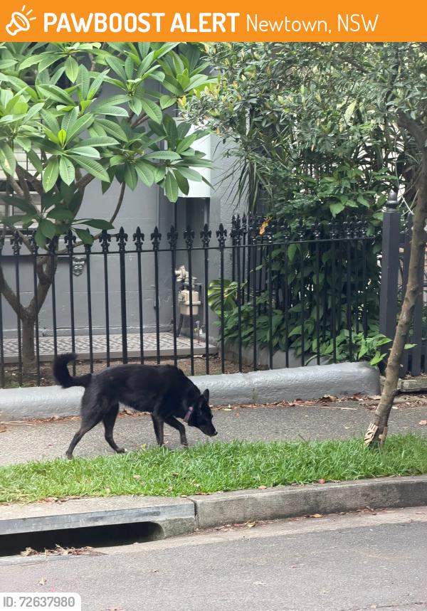 Found/Stray Unknown Dog last seen Holt street , Newtown, NSW 2042