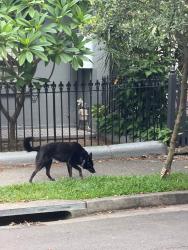 Found/Stray Unknown Dog last seen Holt street , Newtown, NSW 2042