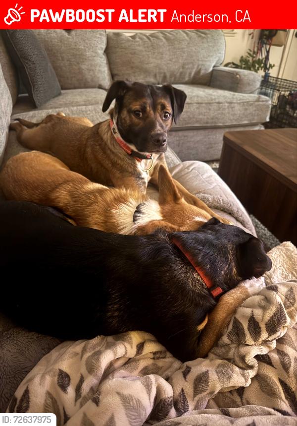 Lost Female Dog last seen Near , Anderson, CA 96007