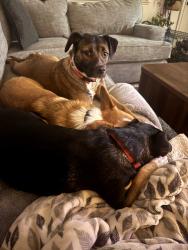 Lost Female Dog last seen Near , Anderson, CA 96007