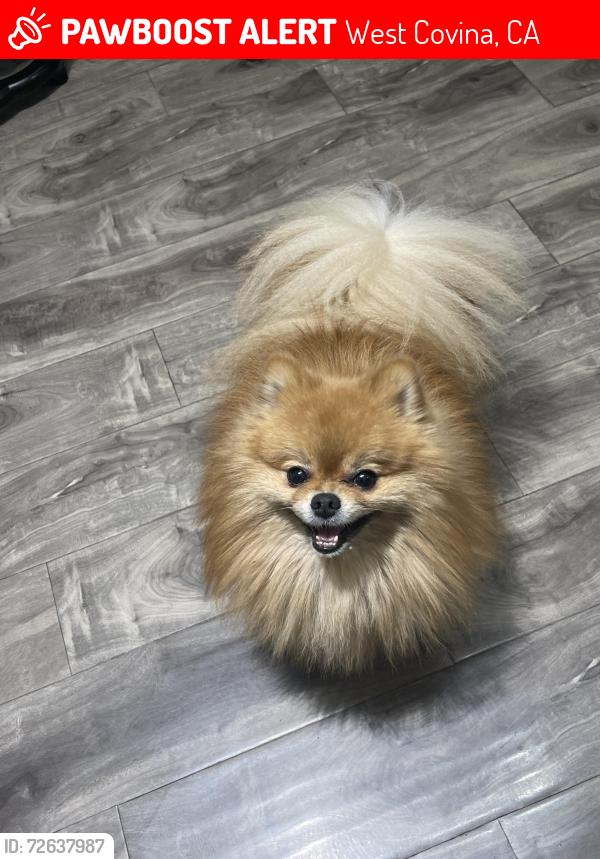 Lost Male Dog last seen Shamwood street, West Covina, CA 91791