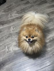 Lost Male Dog last seen Shamwood street, West Covina, CA 91791