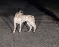 Found/Stray Unknown Dog last seen Town n Country Blvd, Tampa, FL 33615