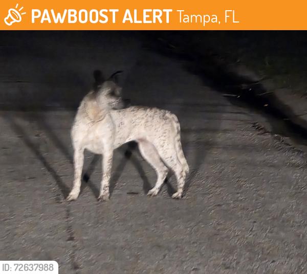 Found/Stray Unknown Dog last seen Town n Country Blvd, Tampa, FL 33615