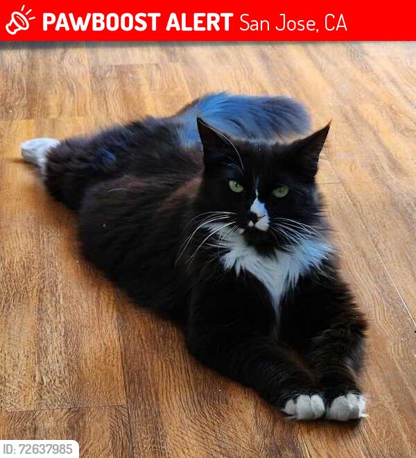 Lost Female Cat last seen Pedro / Race / Fruitdale, San Jose, CA 95126