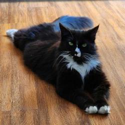 Lost Female Cat last seen Pedro / Race / Fruitdale, San Jose, CA 95126