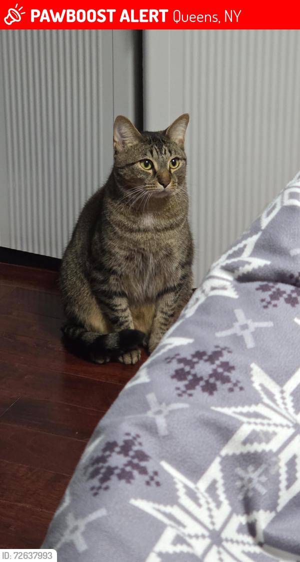 Lost Male Cat last seen Jamaica, Queens, NY 11421